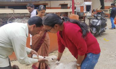 खुले में बछड़े को जन्म देने वाली गाय की तड़प तड़प कर हुई मौत, कुत्तों ने नोचा, देखने तक नहीं पहुंचा पशु मालिक -देखिए किस तरह बेरहम हो गया है इंसान   -जीव प्रेमियों ने पुलिस के साथ बाड़े से लाकर बछड़े को पंहुचाया गौशाला -तथाकथित गौ पालक के खिलाफ एफआईआर दर्ज