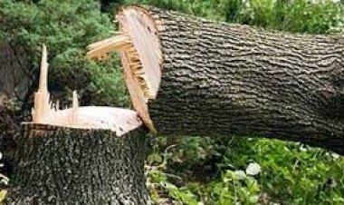 नगर निगम ने लॉ कालेज पर पेड़ काटने पर लगाया 10 हजार का जुर्माना