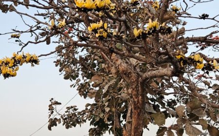रतलाम में है एक मात्र ऐसा दुर्लभ पेड़, जिसका वेदों में है उल्लेख, तंत्र से लेकर औषधी तक है बेशकीमती, दर्शन मात्र से मिलता है पुण्य