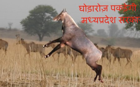 घोड़ारोज यानि नीलगाय पकड़ेगी मध्यप्रदेश सरकार, इस जिले से हुई शुरूआत, विधानसभा में वनमंत्री ने दी जानकारी