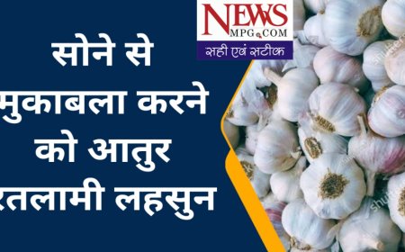 सोने से मुकाबला कर रही है लहसुन, रतलाम मंडी में रिकार्ड भाव में हुई नीलामी , दिपावली बाद के हुए मुहूर्त के सौदे, देखे वीडियो