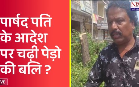 फिर ली नीम-शीशम की बलि: निगम अमले और पार्षद प्रतिनिधि आमने-सामने, गरबा समिति पर ठीकरा;  महापौर बोले- गलती हुई है