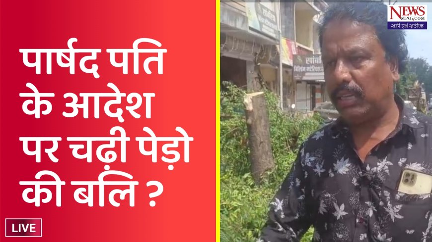 फिर ली नीम-शीशम की बलि: निगम अमले और पार्षद प्रतिनिधि आमने-सामने, गरबा समिति पर ठीकरा; महापौर बोले- गलती हुई है