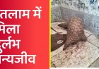 रतलाम के गांव में दिखा रहस्यमयी ‘पेंगोंलिन' जिसे देखना है ‘किस्मत’ की बात, जानिए कहां है ये जीव