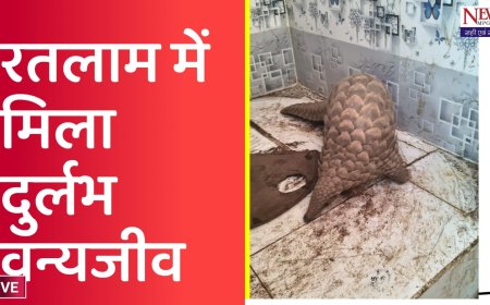 रतलाम के गांव में दिखा रहस्यमयी ‘पेंगोंलिन' जिसे देखना है ‘किस्मत’ की बात, जानिए कहां है ये जीव