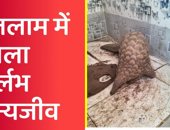 रतलाम के गांव में दिखा रहस्यमयी ‘पेंगोंलिन' जिसे देखना है ‘किस्मत’ की बात, जानिए कहां है ये जीव