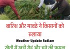 Ratlam Weather Update: बेमौसम बारिश और ओलावृष्टि से गेहूं-चना तबाह, 3 दिन से जारी बारिश ने किसानों को रुलाया