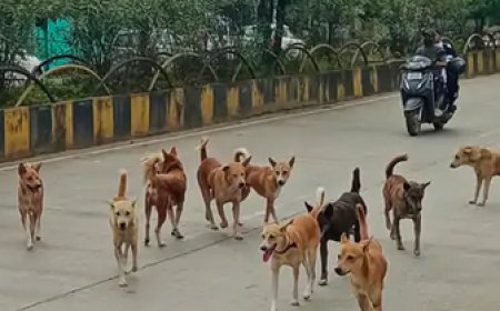 रतलाम नगर निगम में कुत्तों की नसबंदी के नाम पर घोटाला  - चार साल से चल रहा भ्रष्टाचार का सिलसिला, लोकायुक्त मुख्यालय पहुंची जांच रिपोर्ट