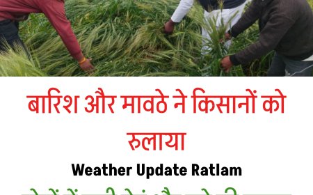 Ratlam Weather Update: बेमौसम बारिश और ओलावृष्टि से गेहूं-चना तबाह, 3 दिन से जारी बारिश ने किसानों को रुलाया