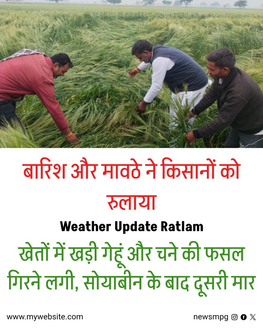 Ratlam Weather Update: बेमौसम बारिश और ओलावृष्टि से गेहूं-चना तबाह, 3 दिन से जारी बारिश ने किसानों को रुलाया