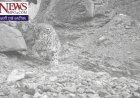 शिवगढ़ में तेंदुए का कुनबा! 1 नहीं, मादा तेंदुआ के साथ दिखे 2 बच्चे; DFO नहीं उठा रहे फोन, वन विभाग बेखबर