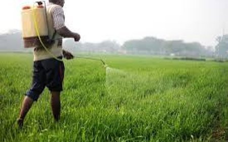 थाली में परोसे जा रहे 'धीमे ज़हर' पर प्रहार: फसलों को फटाफट सुखाने वाला केमिकल 'पैराक्वेट' बैन, कंपनियों का स्टॉक होगा नष्ट!